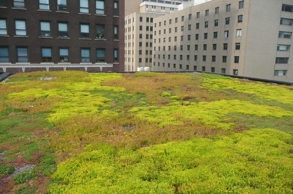 Green roof on an urban building.