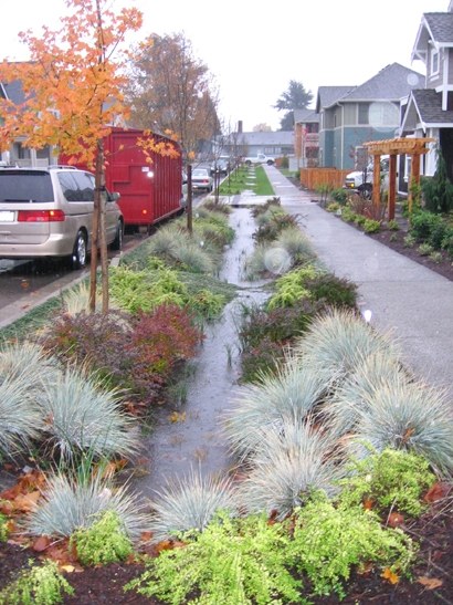 Urban rain garden used to retain and filter stormwater runoff.