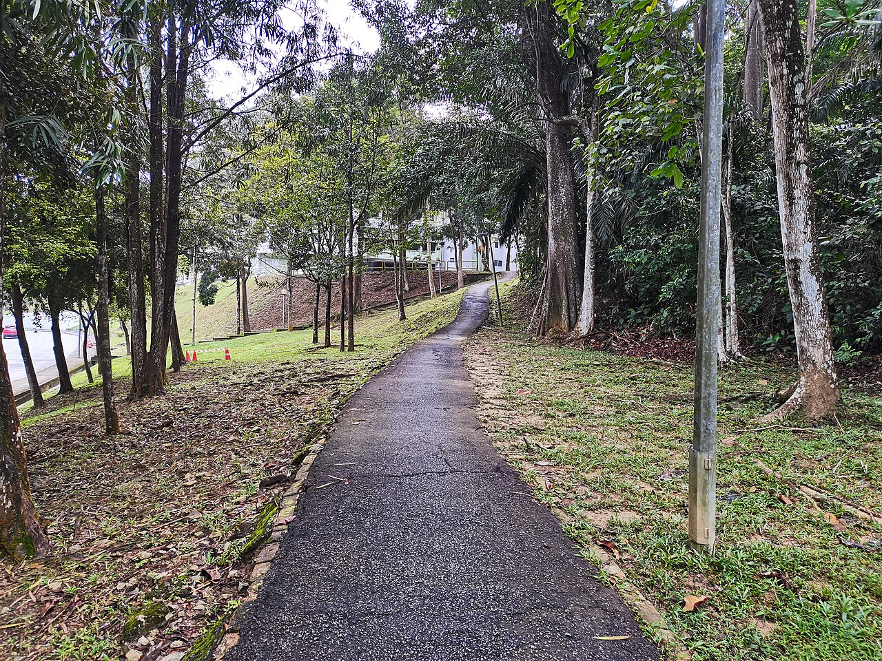 マラヤ大学の樹木に覆われたキャンパス歩道